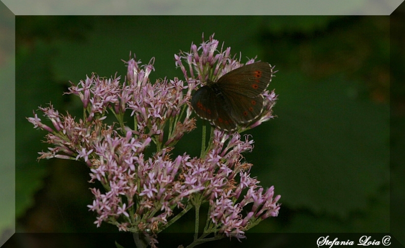 Erebia euryale + ligea?